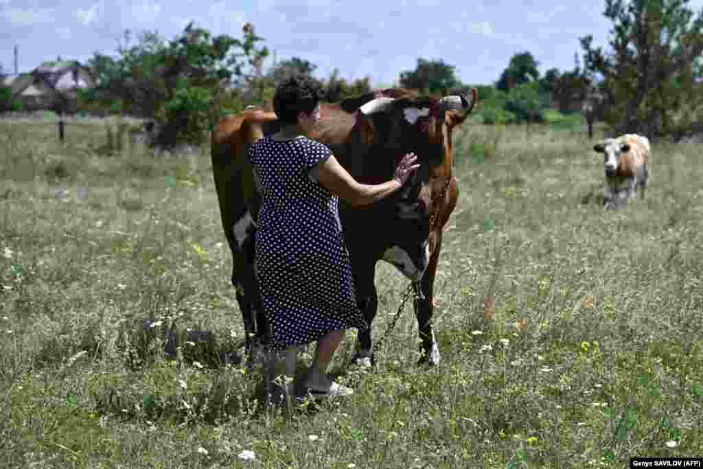 Yulia Polyakova pets one of her three surviving cows in a field on the outskirts of Lyman.&nbsp; &quot;We hope they won&#39;t reach us,&quot; the 63-year-old said of the Russians.&nbsp; &nbsp;