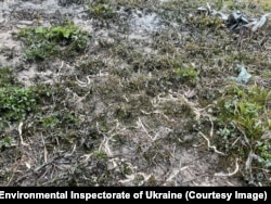 Dead earthworms litter the ground at Lviv’s oil depot after Russia’s March 26, 2022, missile attack on the facility.
