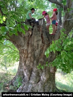 The thickest beech tree on the arboriremarcabili.ro platform, with a circumference of over 7 meters