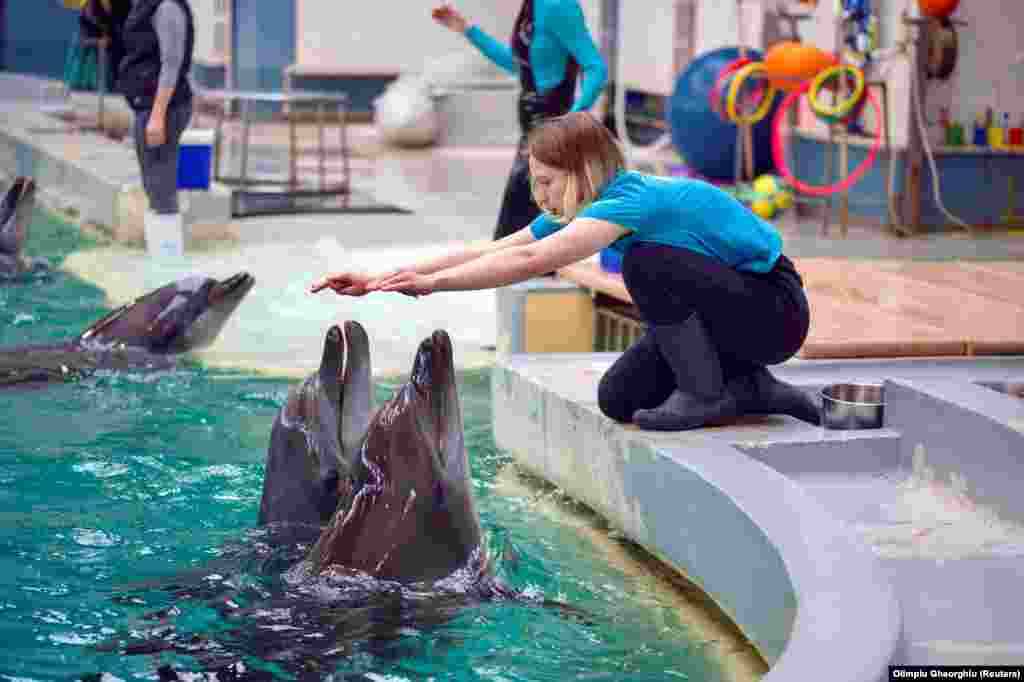Ukrainian dolphin trainer Sonia Chezghanova interacts with two dolphins at their new home. &nbsp;