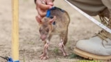 Azerbaijan -- African giant-pouched rats sniff for landmines in Azerbaijan. 