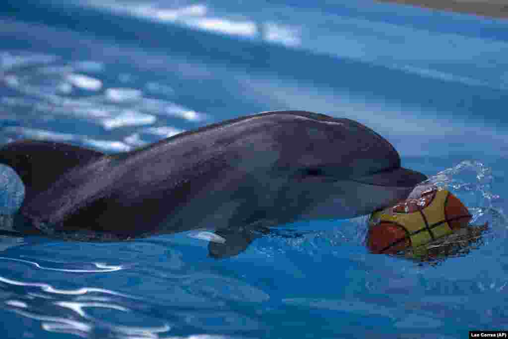 A baby dolphin named Dream plays with a ball. According to the park&#39;s trainers, the three remaining dolphins haven&#39;t been evacuated due to their young age. Russian shelling continues to maim and kill residents of Kharkiv. &nbsp;