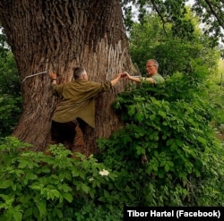 Tibor Hartel (right) measuring a century-old tree in central Romania.