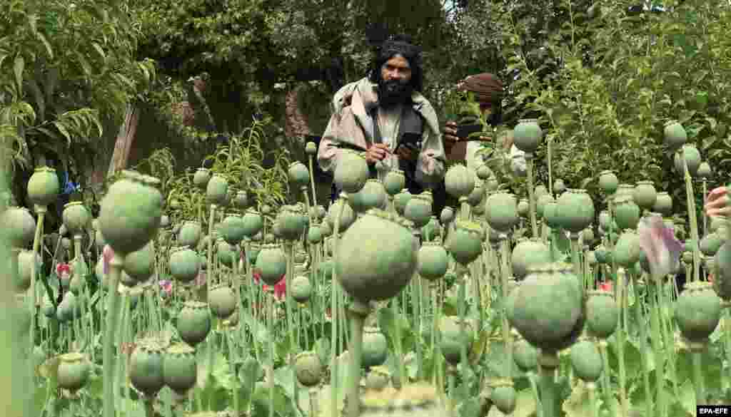 Some Afghan farmers say they are willing to stop cultivating opium if the authorities can provide them with alternative livelihoods and crops. But they say that the Taliban has offered few economic incentives to farmers, who can earn much more by growing opium compared to other crops, such as wheat. &ldquo;I support the ban on poppy cultivation if we get some aid to enable us to buy food and medicines for our families,&rdquo; Abdul Qayyum, a farmer in Kandahar&rsquo;s Maiwand district, told RFE/RL&#39;s Radio Azadi late last year. &nbsp;