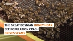The Great Bosnian Honey Hoax: Bee Population Crash Drives Production Scams