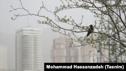 A bird rests in a tree on a smoggy day in Tehran. (file photo)